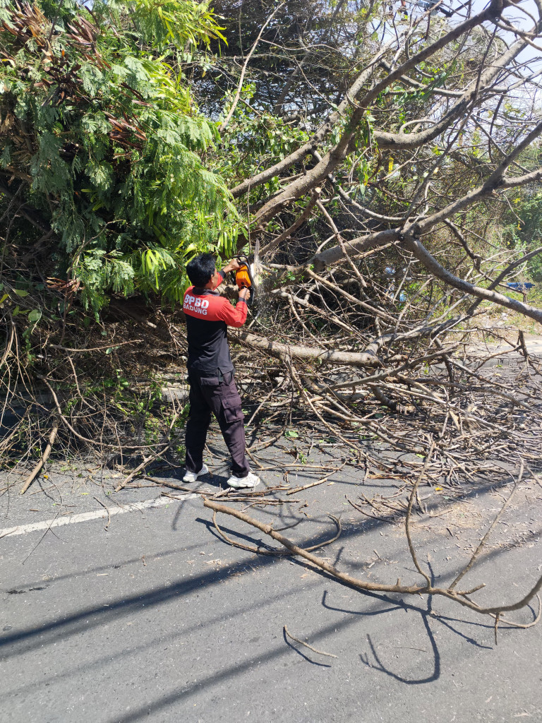 Pohon Tumbang di Banjar Pelasa, Kelurahan Kuta, Kecamatan Kuta Tanggal 03 September 2024
